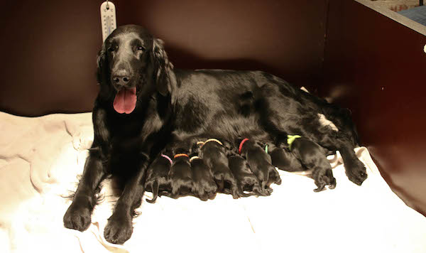 9 pups